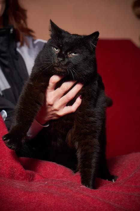 Молоді стерилізовані котики та кицьки