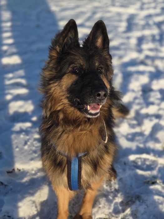 Alek - piękny owczarek niemiecki do adopcji