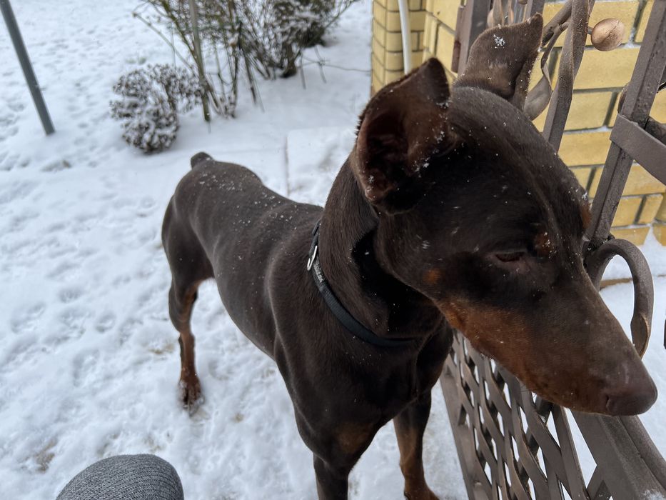 Доберман на в’язку