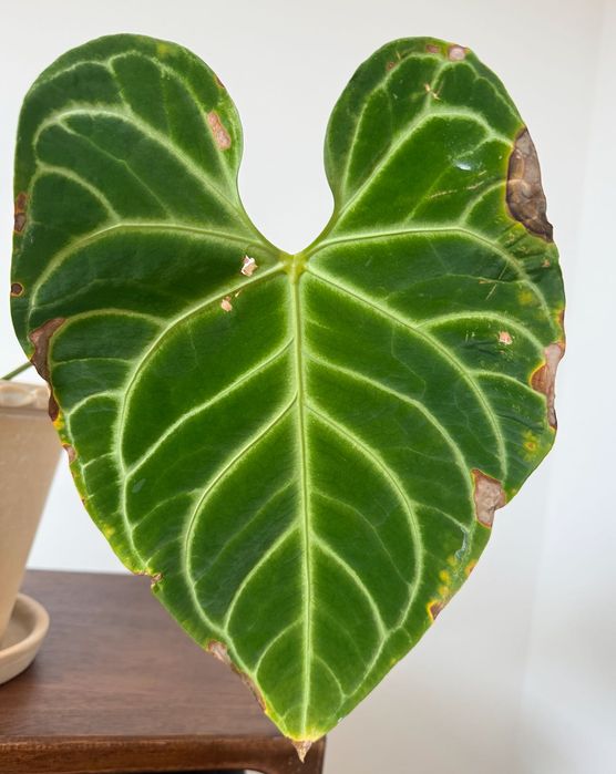 Planta de interior - Anthurium Regale