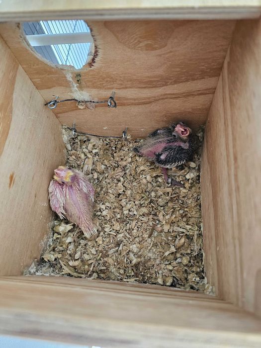 Caturra nova anilhada