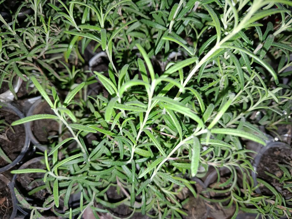 Розмарин ароматна рослина чудова спеція