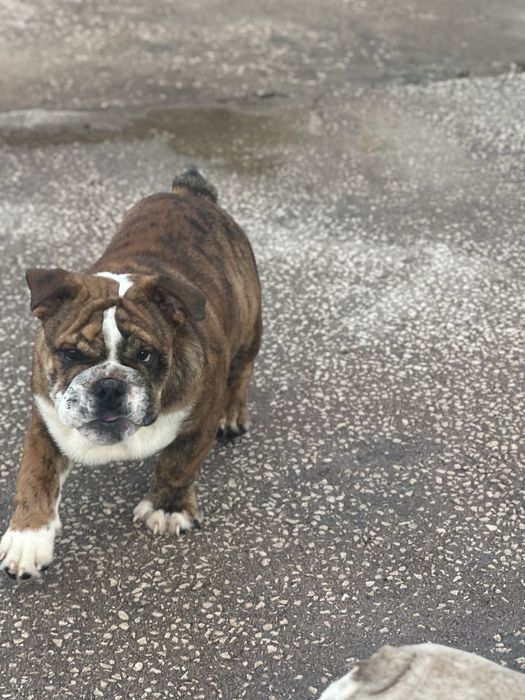 Bulldog ingles macho