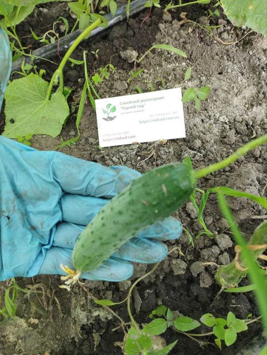 Огірки насіння (23 сорти) огурец семена є безкоштовна доставка