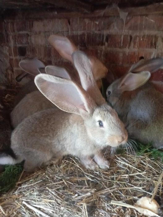 Olbrzym belgijski młode