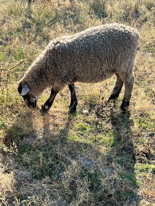 Macho filho de suffolk puro