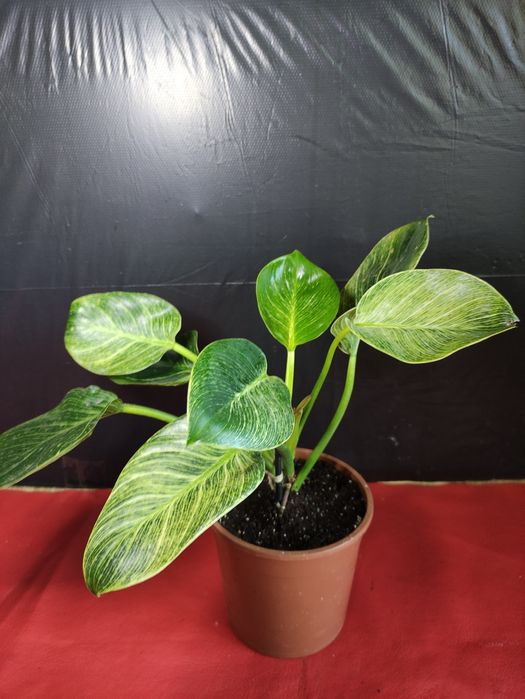 Філодендрон Біркін