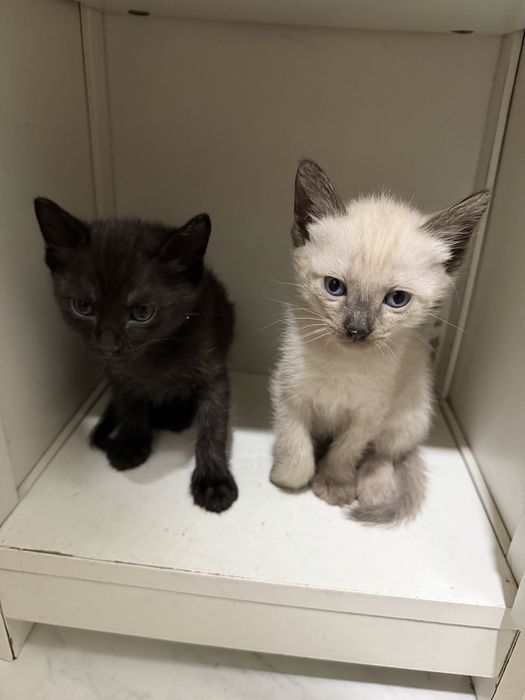 Gatos para adocão responsável