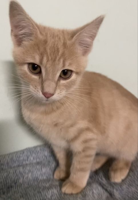 Прилаштовується у добрі ручки !