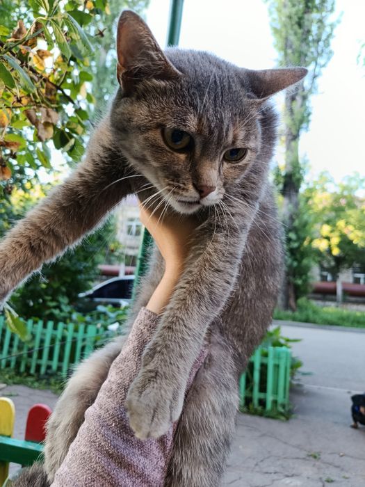Кошка. Нашли кошечку.