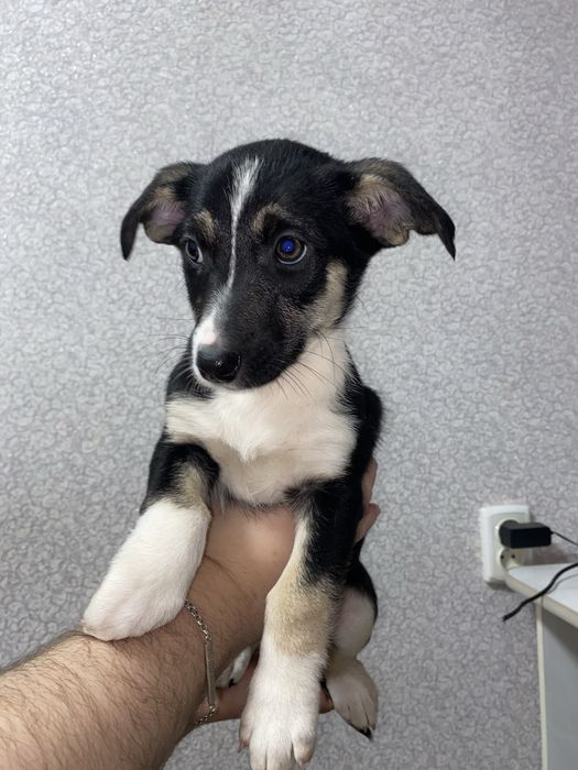 Цуценята безкоштовно, шукають дім, в добрі руки