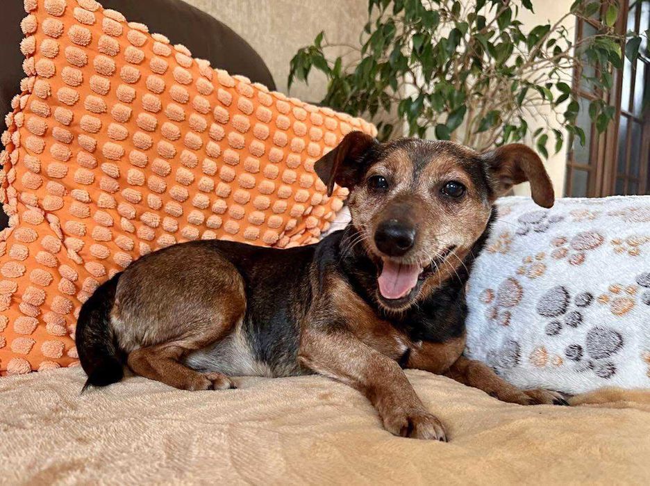 Narnia - wesoła sunia do adopcji!