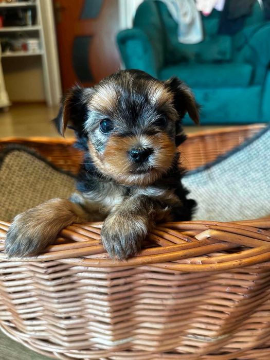yorkshire suczka terrier rodowód