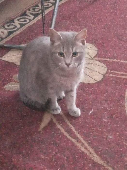 Безкоштовно Котикі дівчатка 4