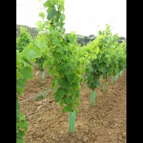 Osłonki ochronne na drzewka wysokość 70cm