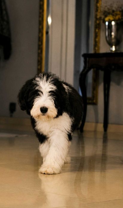Suczka Bearded collie szczenię FCI