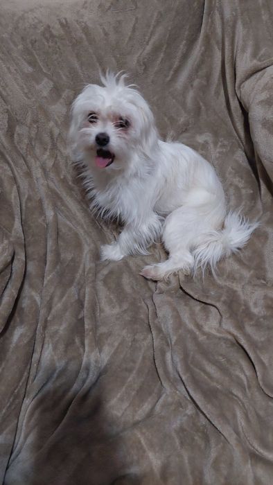 Щенки в хорошие руки .