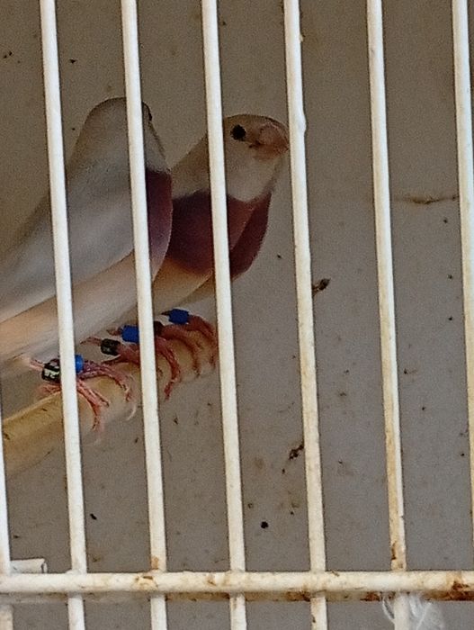Diamantes de Gould 2026