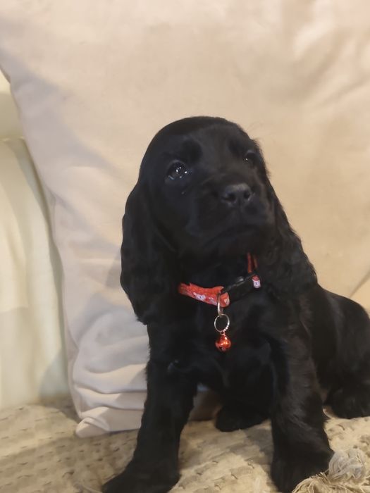 Menino Cocker fofinho