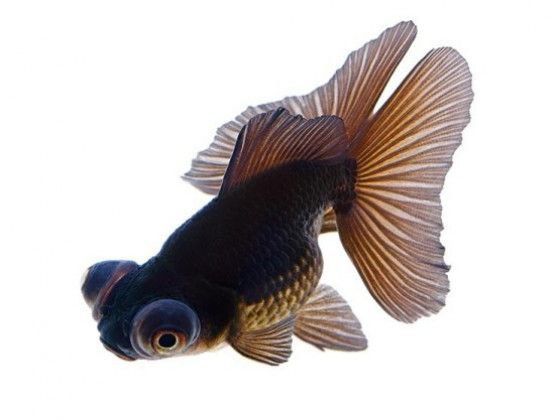 Телескоп рибка акваріумна