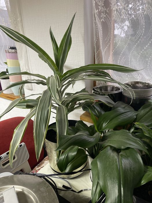 Кімнетні рослини пальми в асортименті