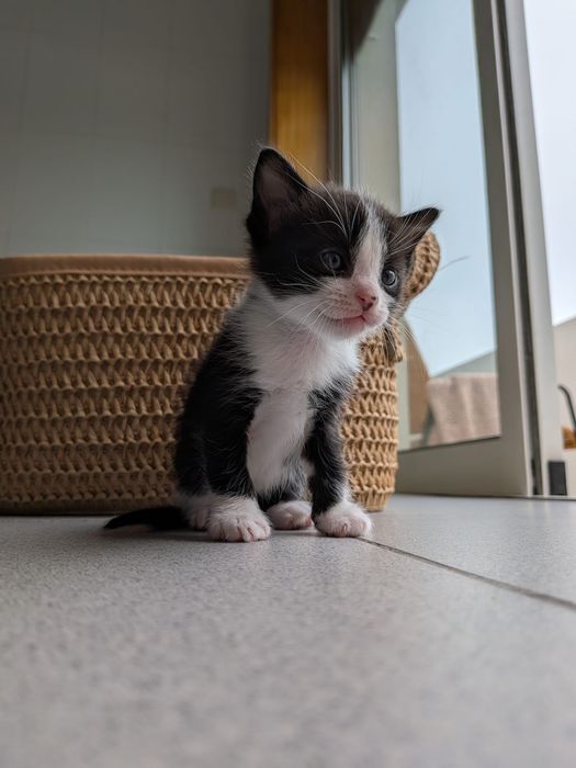 Dou gatos para adopção