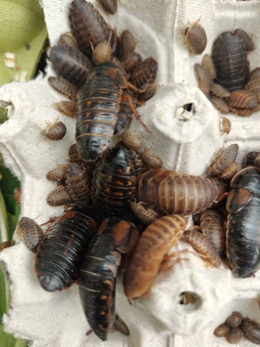 Karaczan argentyński dubia wielkość 2 - 3 cm 200 szt szt
