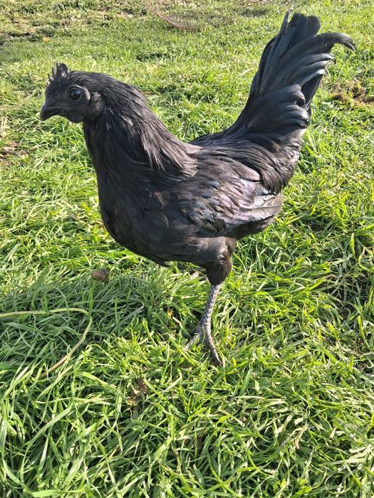 Aves Ayam cemani