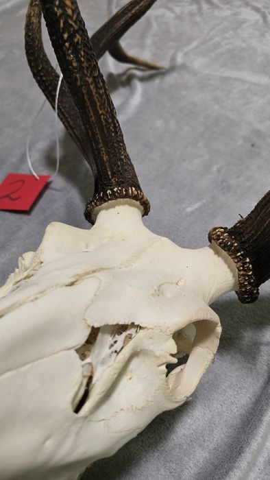 Poroże jelenia, ósmak. Trofeum myśliwskie.
