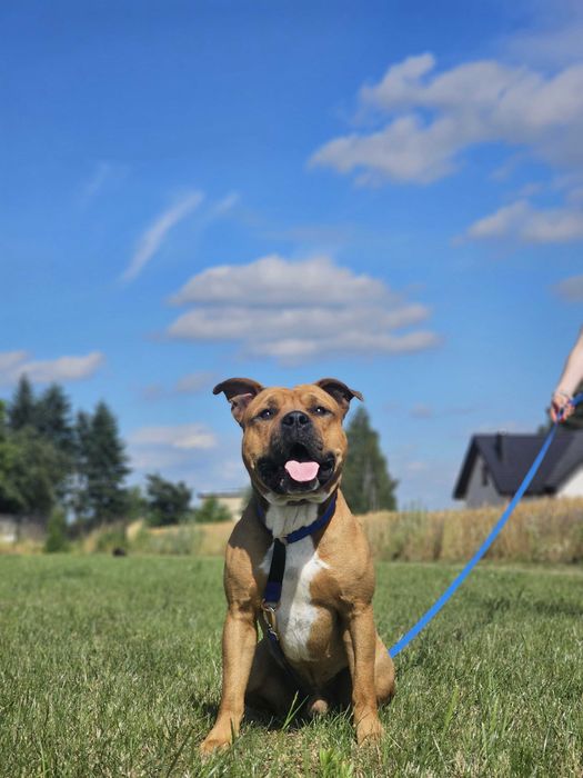 Hantel w typie amstaf szuka domu