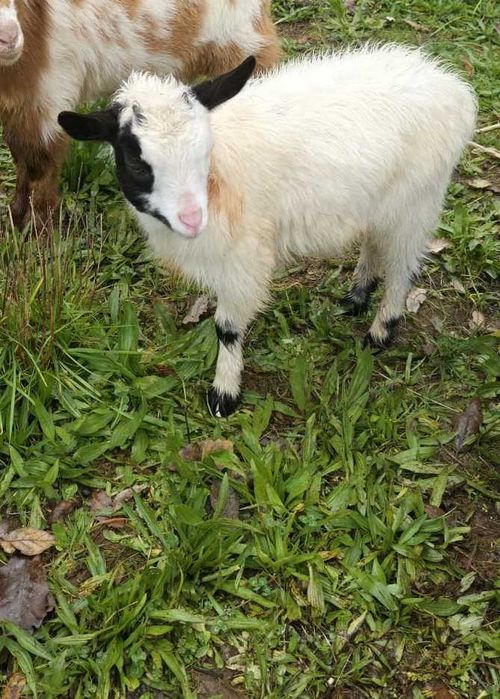 Reserva cabritos anões