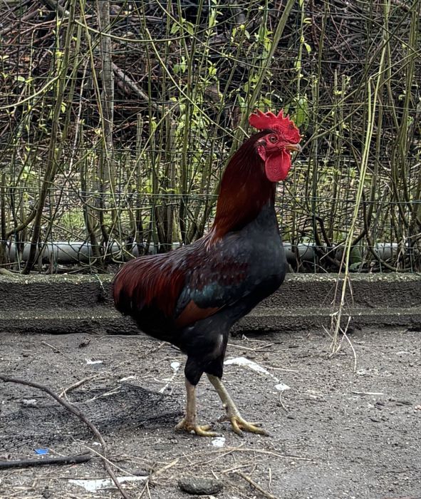 Granizo muito lindo, cruzado com Araucana.