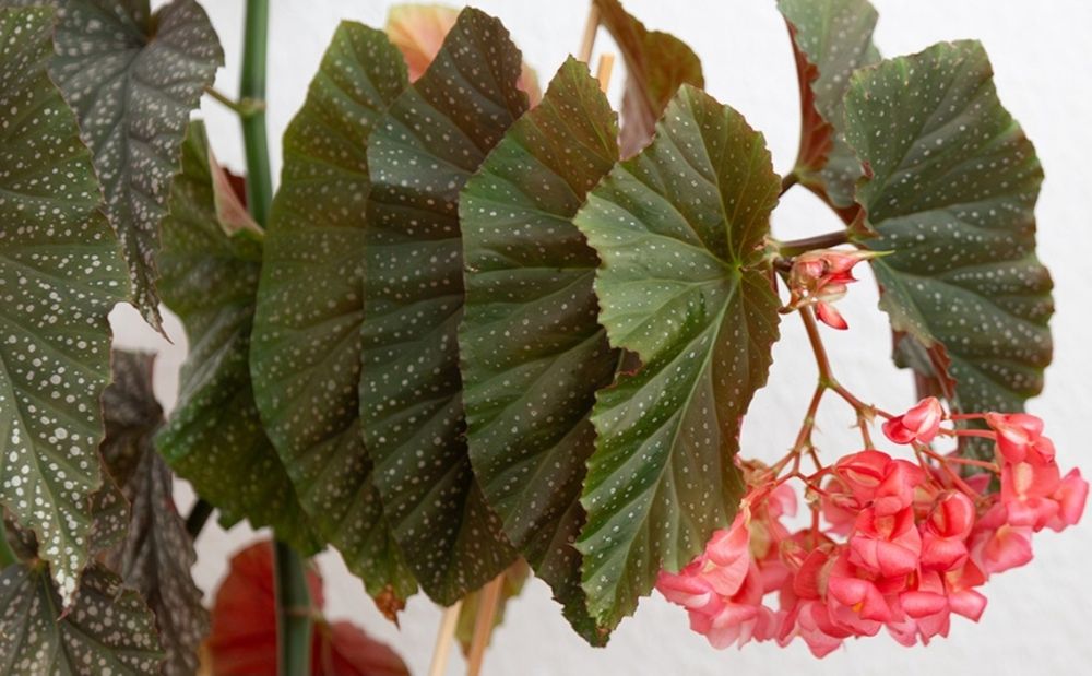 Бегония коралловая