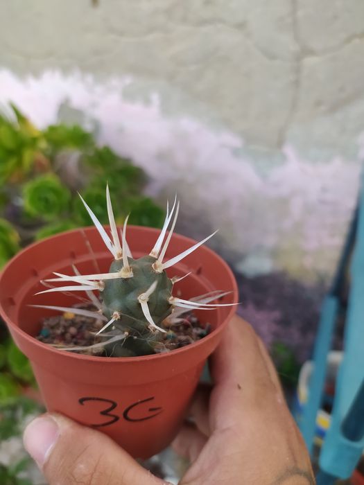 Tephrocactus articulatus