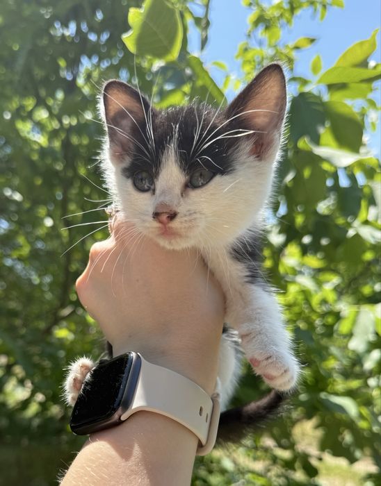 Отдам котенка девочку в хорошие руки
