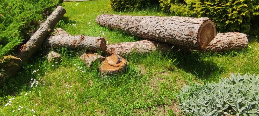 Modrzew w kłodach oraz 3 dłużyce świerków