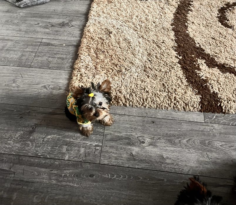 Продам щенков Йорка