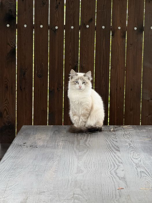 віддам кошенят безкоштовно