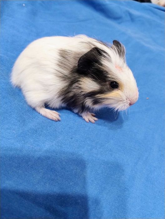 Sprzedam świnke morska samiczke