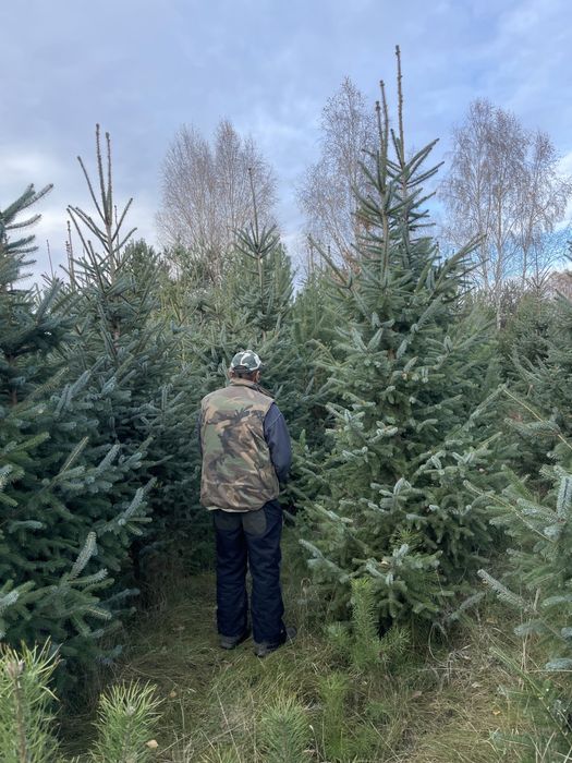 Duże Świerki 350cm  ‼️Świerki do 450cm