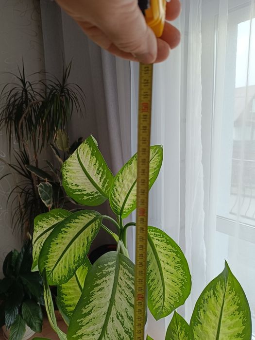 Difenbafia Kwiat doniczkowy duży dieffenbachia 145 cm
