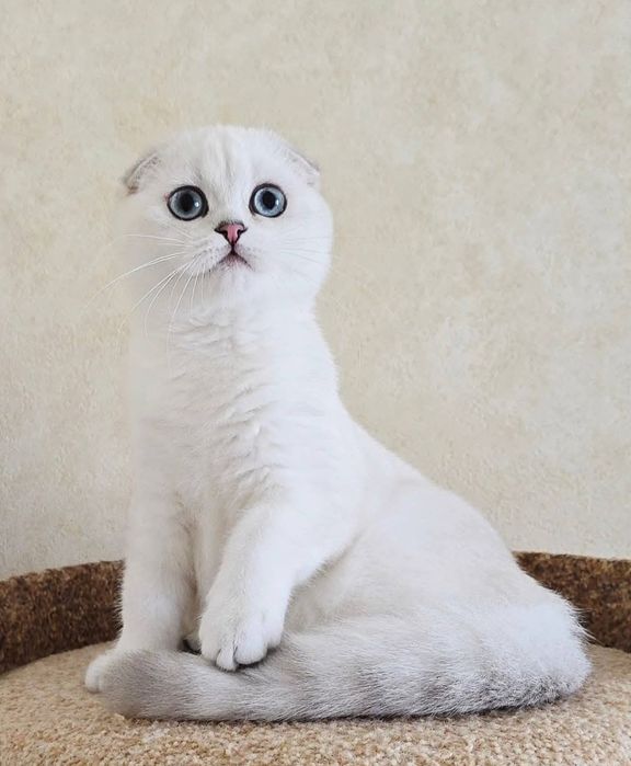 Котята котёнок кошенята шотландский британский фолд страйт бриттиш