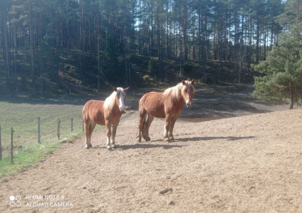Sprzedam klacze zimnokrwiste