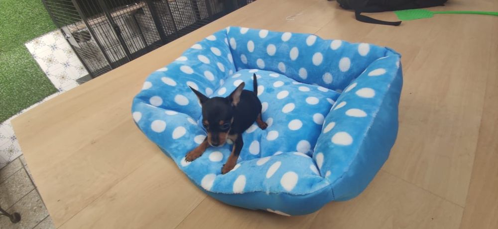 Pinscher pincher miniatura criado em ambiente familiar disponível para
