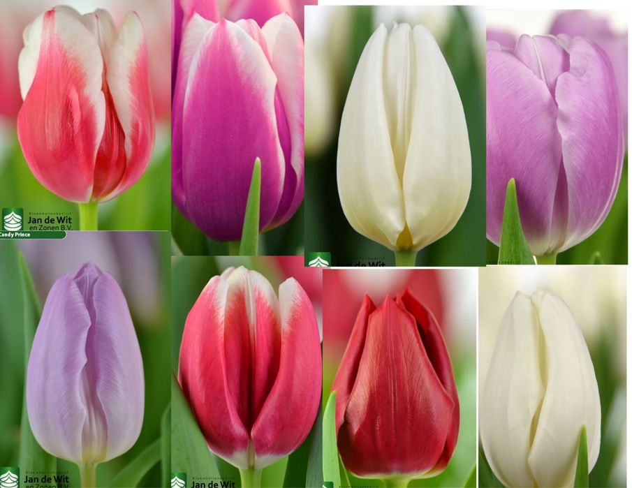 Тюльпани до 8 Березня від виробника — зріз, передзамовлення.