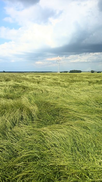 Trawa na późne siewy, nasiona traw, życica, festulolium,