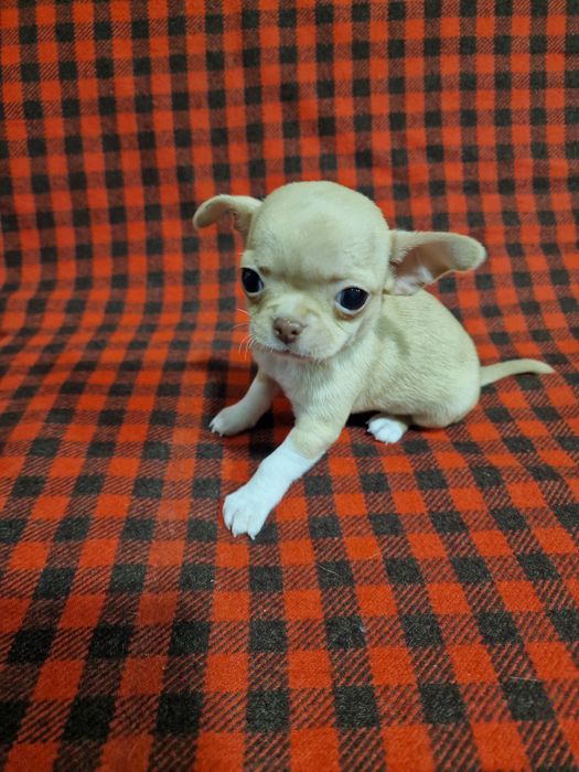 Цуценя чихуахуа дівчинка