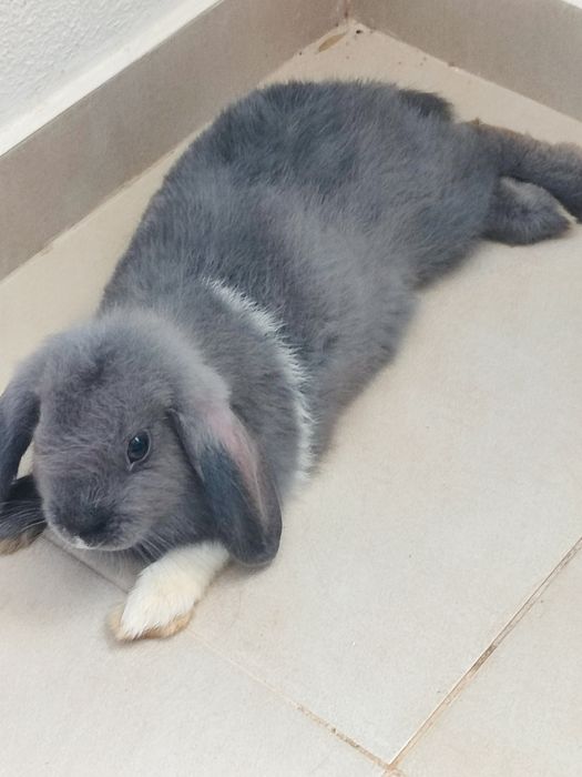 Coelhos mini lop ( coelhos anões  da raça com a orelha caída ) !!! leia a descrição !!!