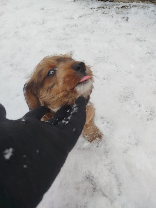 Цуценя хлопчик, поміст такси і кокер спаніель. Їсть вже сам, вихований