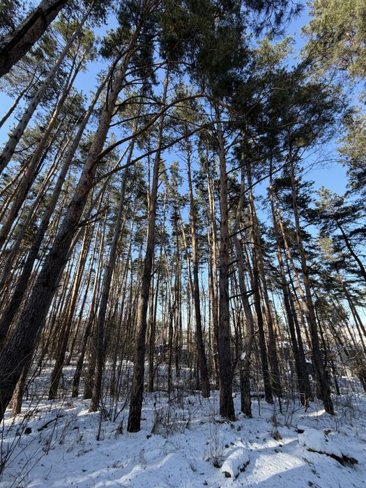 КМ Нова Ходосівка Ділянка 15 соток ліс Мануфактура Ходосівка Alfresco